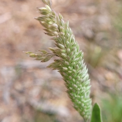 Phalaris aquatica (Phalaris, Australian Canary Grass) at Molonglo Valley, ACT - 15 Dec 2021 by trevorpreston