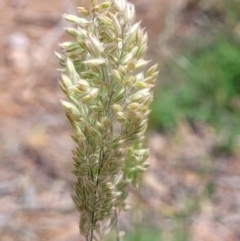 Phalaris aquatica at Molonglo Valley, ACT - 15 Dec 2021