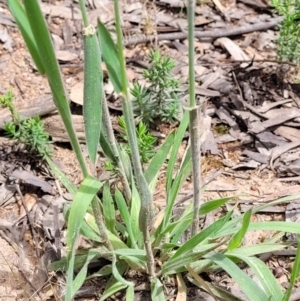 Phalaris aquatica at Molonglo Valley, ACT - 15 Dec 2021