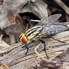 Sarcophagidae sp. (family) (Unidentified flesh fly) at Molonglo Valley, ACT - 15 Dec 2021 by tpreston