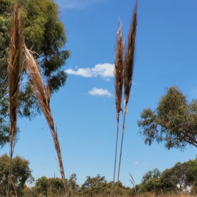 Austrostipa densiflora (Foxtail Speargrass) at Molonglo Valley, ACT - 15 Dec 2021 by trevorpreston