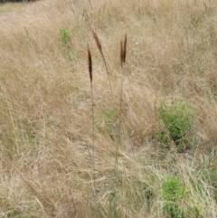 Austrostipa densiflora at Molonglo Valley, ACT - 15 Dec 2021