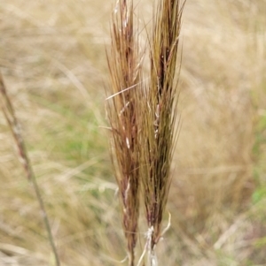 Austrostipa densiflora at Molonglo Valley, ACT - 15 Dec 2021