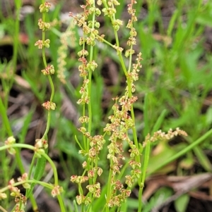 Rumex acetosella at Molonglo Valley, ACT - 15 Dec 2021 02:41 PM