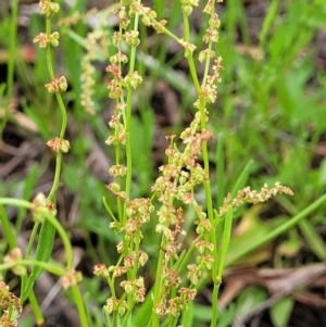 Rumex acetosella at Molonglo Valley, ACT - 15 Dec 2021 02:41 PM