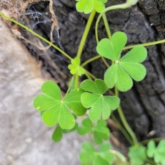 Oxalis corniculata (Yellow Wood-sorrel) at Molonglo Valley, ACT - 15 Dec 2021 by tpreston