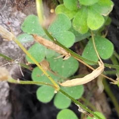 Oxalis corniculata at Molonglo Valley, ACT - 15 Dec 2021