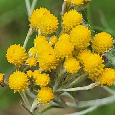 Chrysocephalum semipapposum (Clustered Everlasting) at Molonglo Valley, ACT - 15 Dec 2021 by tpreston