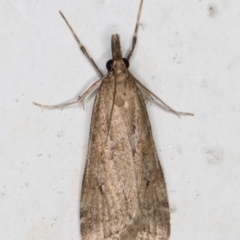 Eudonia cleodoralis (A Crambid moth) at Melba, ACT - 19 Oct 2021 by kasiaaus