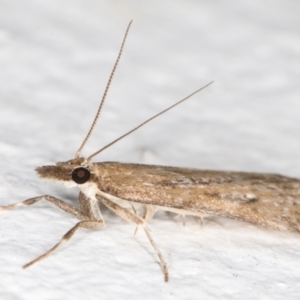 Eudonia cleodoralis at Melba, ACT - 19 Oct 2021