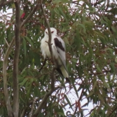 Elanus axillaris (Black-shouldered Kite) at Fyshwick, ACT - 10 Dec 2021 by RodDeb