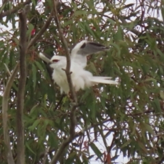 Elanus axillaris at Fyshwick, ACT - 10 Dec 2021 01:18 PM