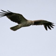 Haliastur sphenurus (Whistling Kite) at Fyshwick, ACT - 10 Dec 2021 by RodDeb