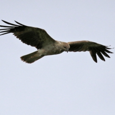 Haliastur sphenurus (Whistling Kite) at Fyshwick, ACT - 10 Dec 2021 by RodDeb