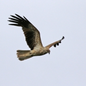 Haliastur sphenurus at Fyshwick, ACT - 10 Dec 2021