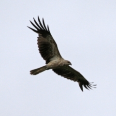 Haliastur sphenurus at Fyshwick, ACT - 10 Dec 2021