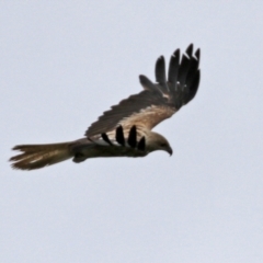 Haliastur sphenurus at Fyshwick, ACT - 10 Dec 2021