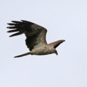 Haliastur sphenurus at Fyshwick, ACT - 10 Dec 2021