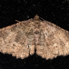 Xanthorhoe xerodes (Xerodes Carpet) at Melba, ACT - 20 Oct 2021 by kasiaaus