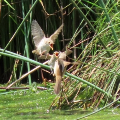 Acrocephalus australis (Australian Reed-Warbler) at Tuggeranong Creek to Monash Grassland - 12 Dec 2021 by RodDeb