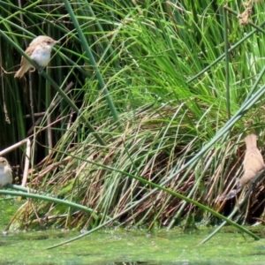 Acrocephalus australis at Monash, ACT - 12 Dec 2021