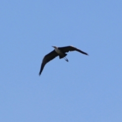 Ardea pacifica (White-necked Heron) at Greenway, ACT - 15 Dec 2021 by RodDeb