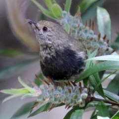 Acanthiza pusilla (Brown Thornbill) at ANBG - 13 Dec 2021 by RodDeb