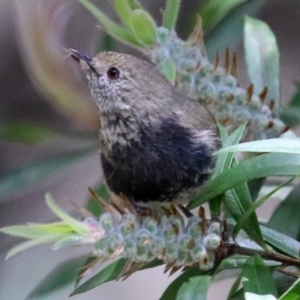 Acanthiza pusilla at Acton, ACT - 13 Dec 2021