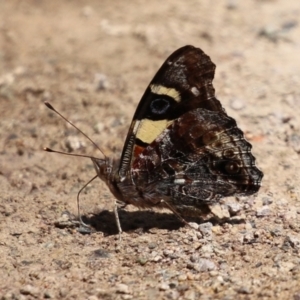 Vanessa itea at Acton, ACT - 13 Dec 2021 02:39 PM