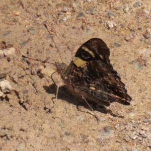 Vanessa itea at Acton, ACT - 13 Dec 2021 02:39 PM