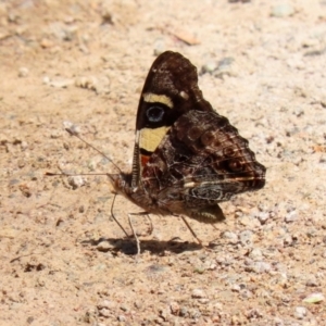 Vanessa itea at Acton, ACT - 13 Dec 2021