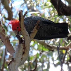 Callocephalon fimbriatum (Gang-gang Cockatoo) at GG179 - 13 Dec 2021 by RodDeb