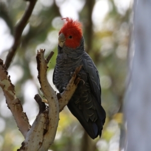 Callocephalon fimbriatum at Acton, ACT - 13 Dec 2021