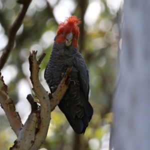 Callocephalon fimbriatum at Acton, ACT - 13 Dec 2021