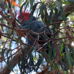 Callocephalon fimbriatum at Acton, ACT - 13 Dec 2021