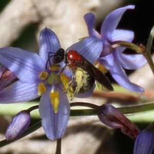 Lasioglossum (Callalictus) callomelittinum at Acton, ACT - 13 Dec 2021