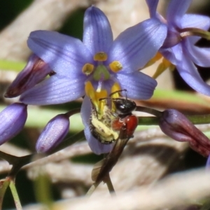 Lasioglossum (Callalictus) callomelittinum at Acton, ACT - 13 Dec 2021 02:24 PM