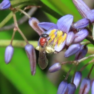 Lasioglossum (Callalictus) callomelittinum at Acton, ACT - 13 Dec 2021