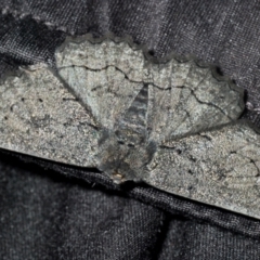 Melanodes anthracitaria (Black Geometrid) at Stirling, ACT - 13 Dec 2021 by Harrisi