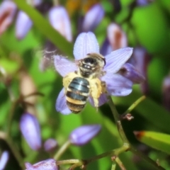 Lipotriches (Austronomia) australica at Acton, ACT - 13 Dec 2021 by RodDeb