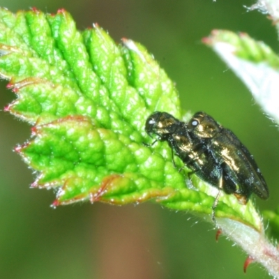 Aaaaba fossicollis (Raspberry jewel beetle) at Paddys River, ACT - 15 Dec 2021 by Harrisi