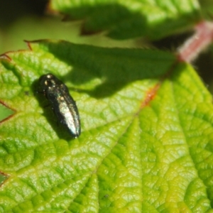 Aaaaba fossicollis at Paddys River, ACT - 15 Dec 2021