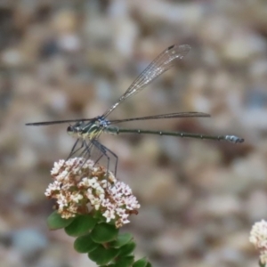 Austroargiolestes icteromelas at Acton, ACT - 13 Dec 2021