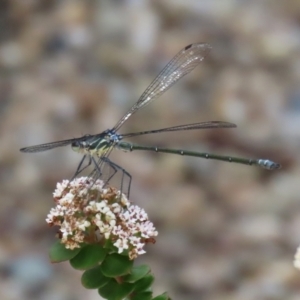 Austroargiolestes icteromelas at Acton, ACT - 13 Dec 2021