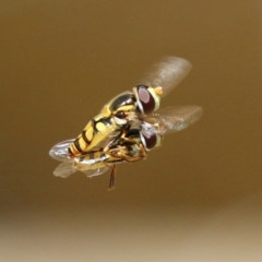Simosyrphus grandicornis (Common hover fly) at ANBG - 13 Dec 2021 by RodDeb
