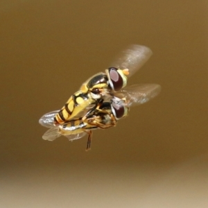 Simosyrphus grandicornis at Acton, ACT - 13 Dec 2021