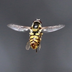 Simosyrphus grandicornis at Acton, ACT - 13 Dec 2021