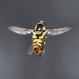 Simosyrphus grandicornis at Acton, ACT - 13 Dec 2021