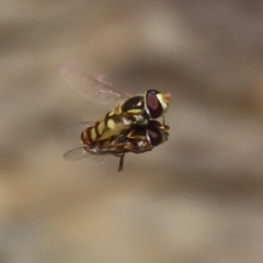 Simosyrphus grandicornis at Acton, ACT - 13 Dec 2021