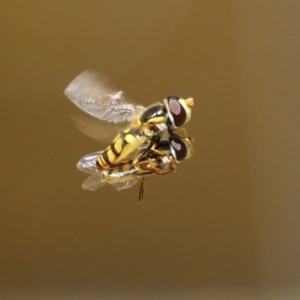 Simosyrphus grandicornis at Acton, ACT - 13 Dec 2021